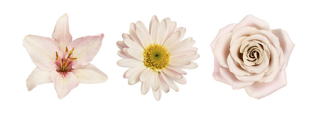 Set of different cream flowers (lily; rose; chrysanthemum) isolated on white or transparent...