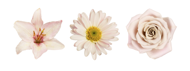 Set of different cream flowers (lily; rose; chrysanthemum) isolated on white or transparent background. Top view.