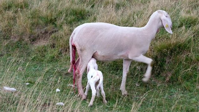 A female ewe with the amniotic sac still attached and her newborn lamb. A tender moment between the mother and the little lamb. Concept: a mother's love.
