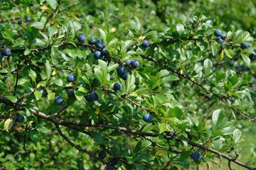 Close up of fruits of Prunus spinosa, called blackthorn or sloe on bush. It is edible, medicinal plant