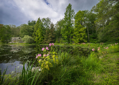 Flowers by a pond at the Asian garden Innisfree in Millbrook, New York. 