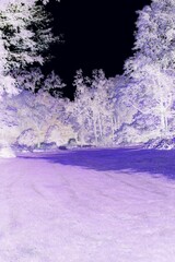 A beautiful overgrown summer forest in a purple color negative.