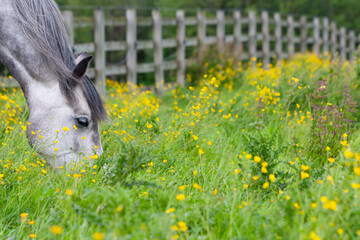 Beautiful grey horse grazing in meadow full of buttercups and weeds on a summers day in rural England.