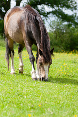 Beautiful young healthy pony horse grazes happily in field in rural Shropshire UK.