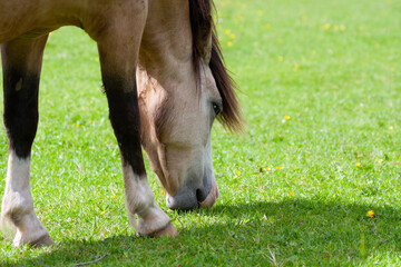 Close up shot of horse pony grazing on fresh green grass in field on a summers day.