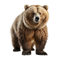 Obraz premium Hyper Realistic 3d render Bear isolated on transparent background.