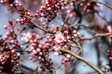 The fruits blossom in spring.