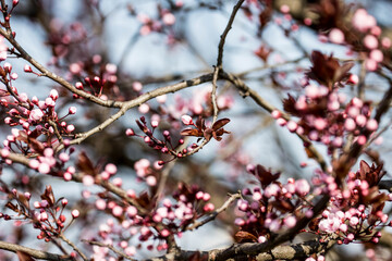 The fruits blossom in spring.