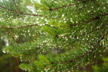 wet pine branch after the rain
