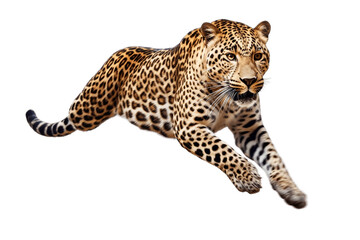 Naklejka premium Jumping Leopard Isolated on Transparent Background - Generative AI