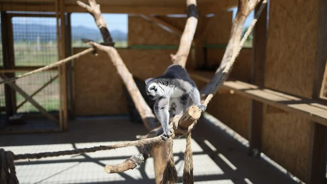 a lemur walks on an artificial tree in a cage in a zoo. Lamur in captivity