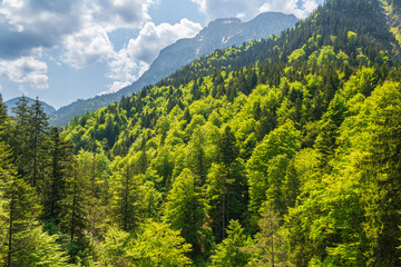 Forest in Bavaria coming down from Neuschwanstein Castle. Germany