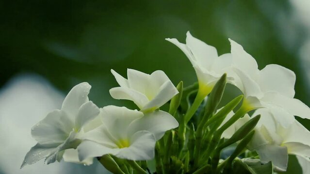 white flowers in the garden