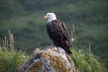 Porträt eines Weißkopfseeadlers - Alaska