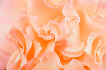 Rosenblüte für Hintergrundgestaltung, Rosenblüte für die Gestaltung einer Hochzeitskarte, Hintergrund für Einladungskarte
