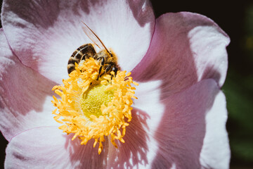 Herbstanemone mit Biene im naturnahen Garten, nachhaltige Blütenpracht, nachhaltige Blume,...