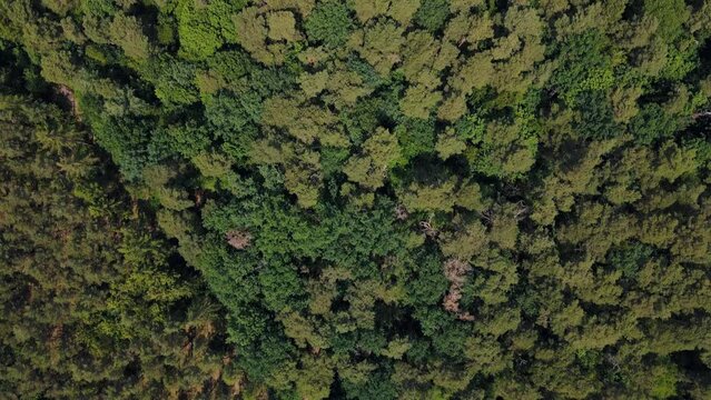 Aerial top down of Drachenberg trash mountain in Grunewald forest during summer Berlin