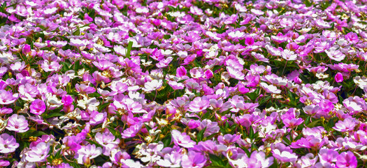 Fleißige Lieschen (Impatiens walleriana)