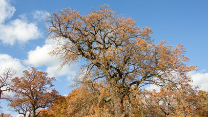 Obraz na płótnie Canvas autumn trees in the park