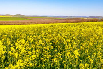 Obraz premium Blooming rapeseed field in early spring. Background with selective focus and copy space for text