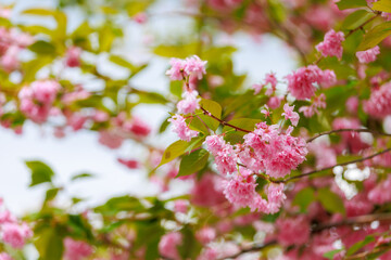 Sakura tree flowers in early spring. Blossoming season of cherry and plum trees. Background with selective focus