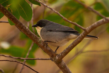 blackbird on the branch