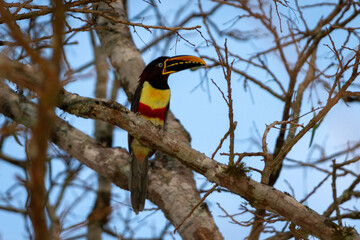 toucan on a branch