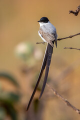 black backed shrike