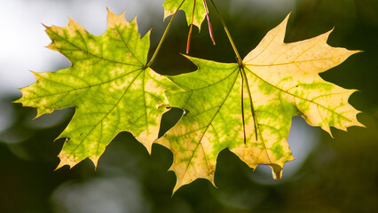 autumn leaves