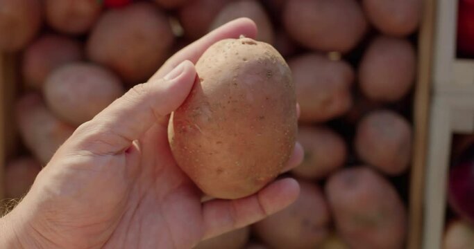 A customer's hand holds potatoes over the counter at a farmers' market. First-person view