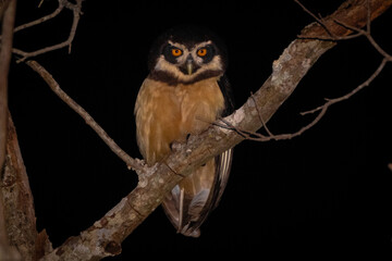 owl on tree