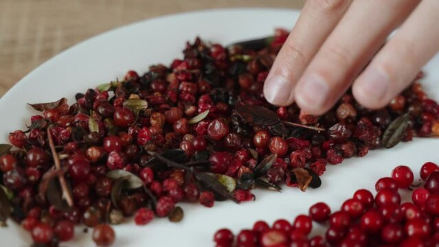 Man fingers sorted spoiled and rotten lingonberries in plate. Health care and selectivity when eating food. Incorrect conditions for storing food without cold and its subsequent disposal.