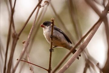 red backed shrike