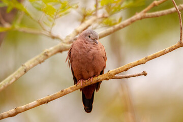 red backed shrike on branch