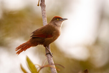 robin on branch