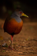 red billed kingfisher