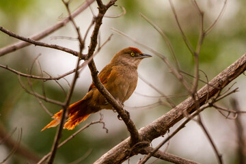 robin on a branch