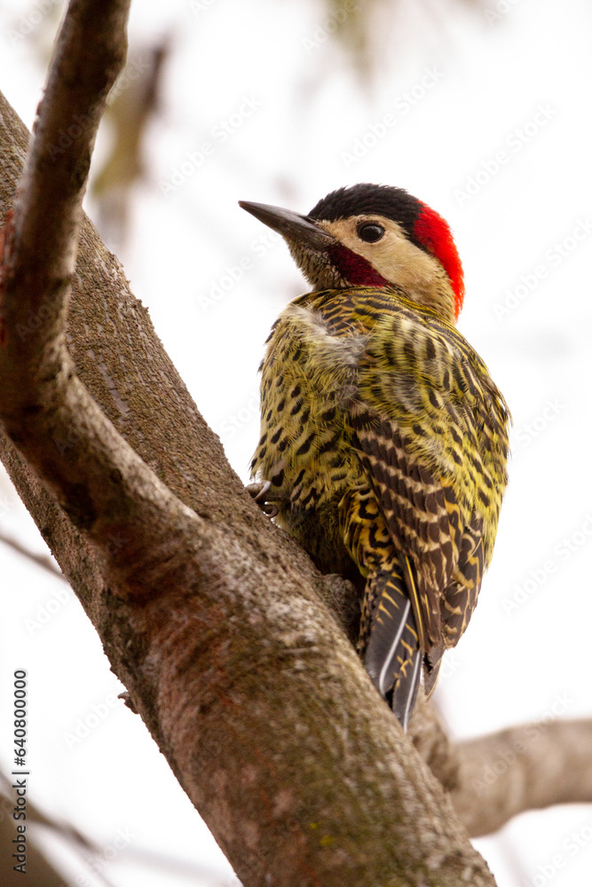 Sticker woodpecker on a tree