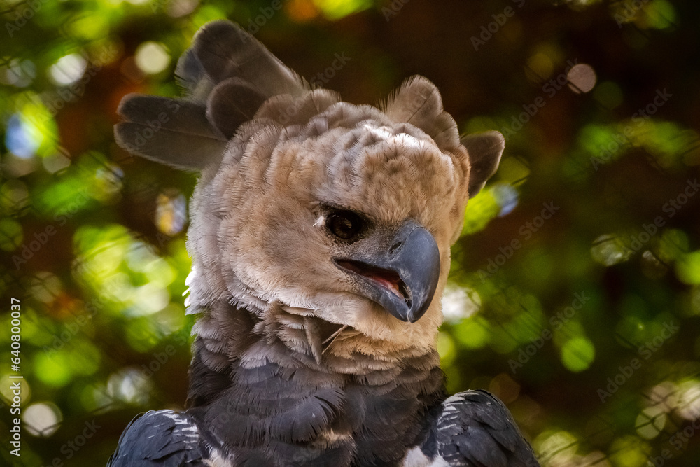 Poster close up of a head of an eagle