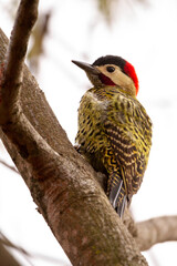 woodpecker on a tree
