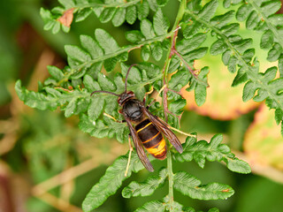 Yellow legged hornet. Vespa velutina