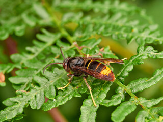 Yellow legged hornet. Vespa velutina