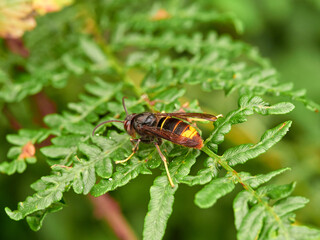 Yellow legged hornet. Vespa velutina