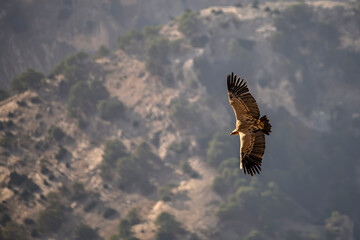 Griffon Vulture or Gyps fulvus in flight.