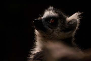 close up of a ring lemur