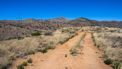 A trail in the Arizona Sonoran desert