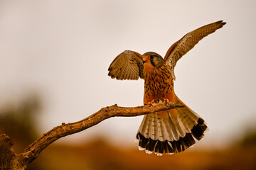 Common Kestrel or Falco tinnunculus, perching on its twig.