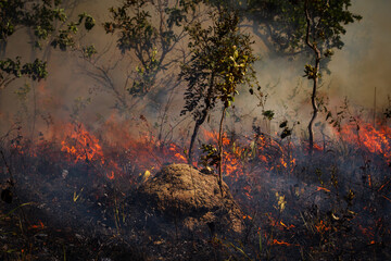 Fire in the cerrado termite mound