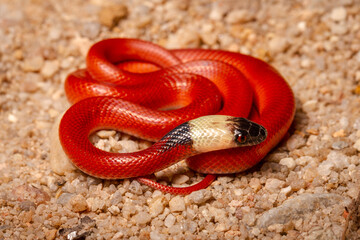 close up of a red snake in sand