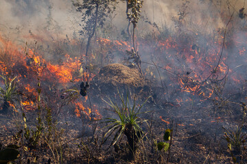 Fire in the cerrado